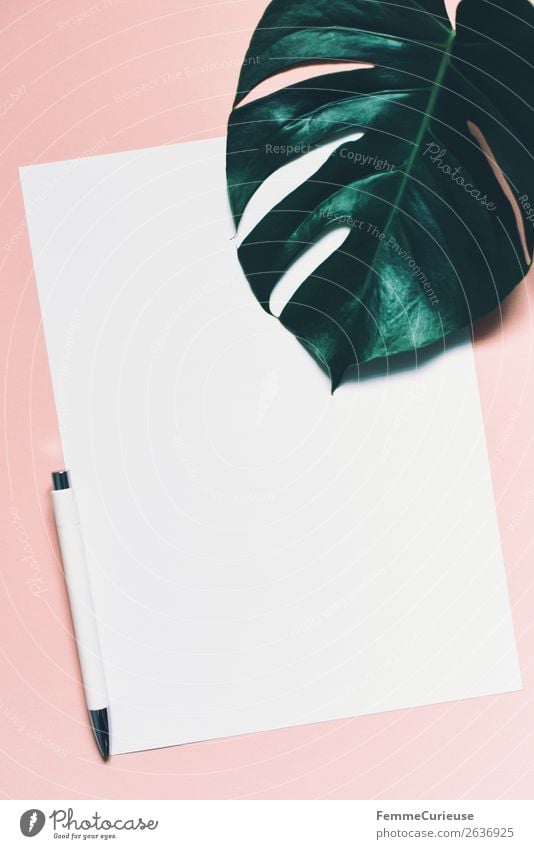 White sheet of paper & the leaf of a monstera on pink background Schreibwaren Papier Zettel Kommunizieren Kugelschreiber Fensterblätter Blatt Pflanze