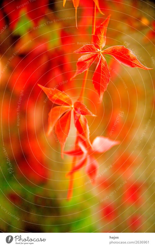 wilder Wein in Herbstfarben Natur Pflanze Blatt Mauer Wand mehrfarbig grün rot Herbstlaub herbstlich Herbstfärbung bunt schön zart romantisch Jahreszeiten