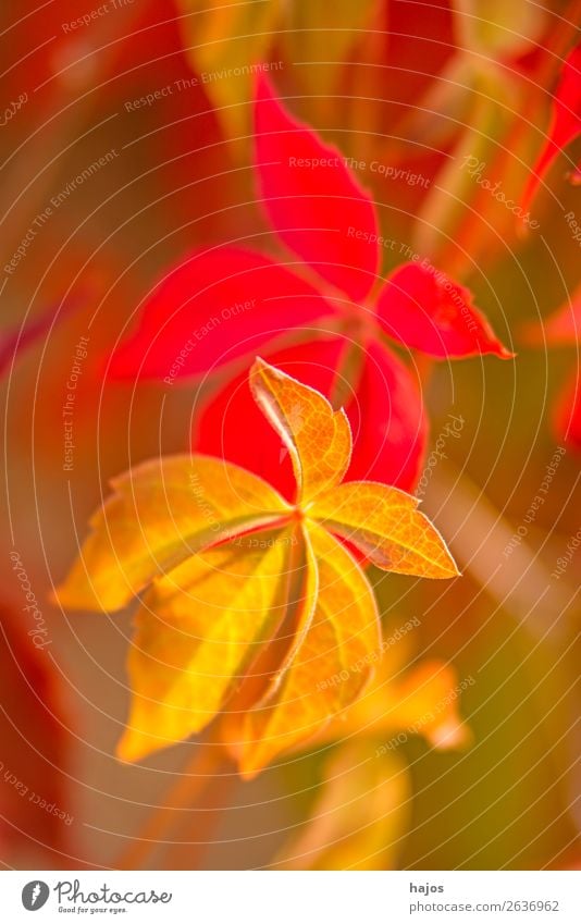 wilder Wein in Herbstfarben Natur Pflanze Mauer Wand gelb rosa rot Wilder Wein herbstlich gefärbt Jahreszeit bunt Nahaufnahme Blatt Tiefenschärfe gering