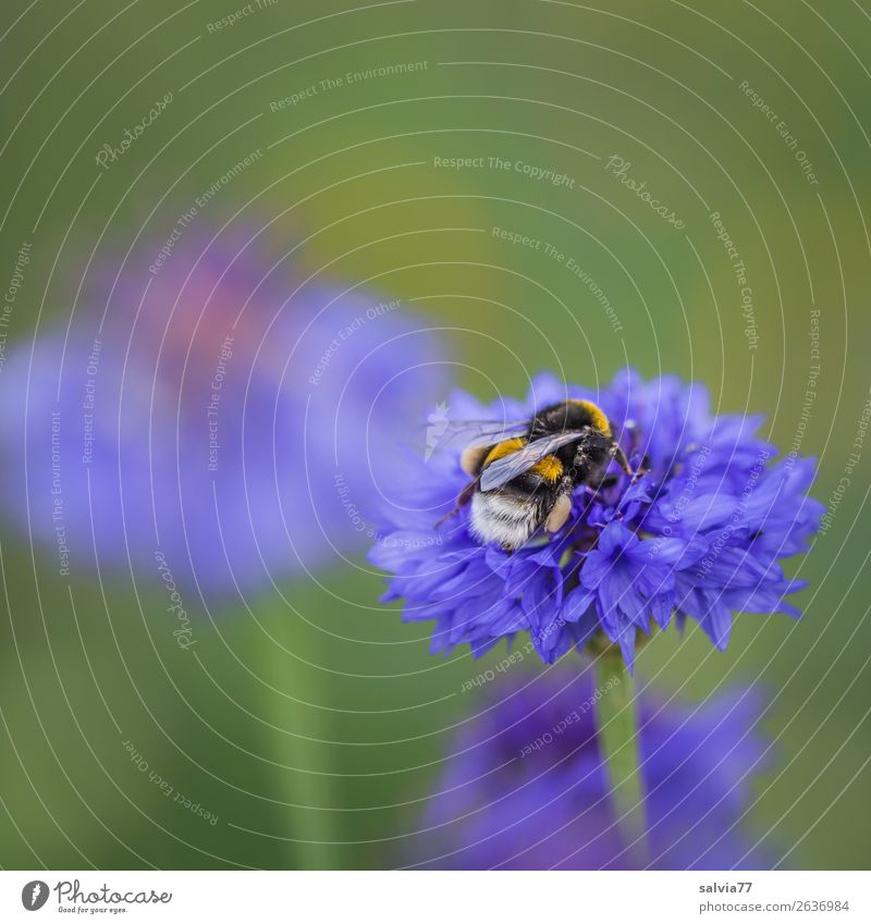 fleißige Erdhummel Umwelt Natur Pflanze Tier Sommer Blume Blüte Kornblume Feld Wildtier Flügel Hummel Insekt 1 Arbeit & Erwerbstätigkeit Blühend Duft natürlich