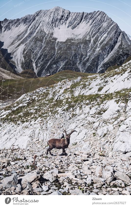 Steinbock auf der Seescharte | E5 Freizeit & Hobby Abenteuer Berge u. Gebirge wandern Natur Landschaft Sommer Schönes Wetter Felsen Alpen natürlich Einsamkeit