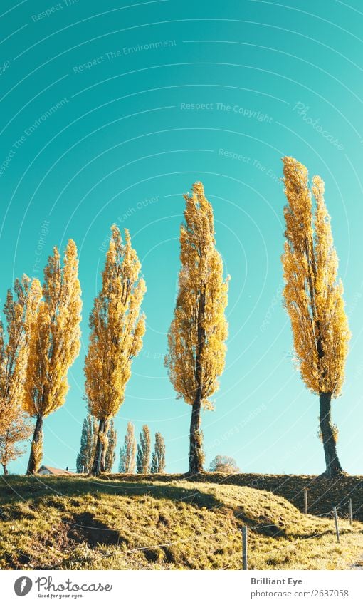 gelbe Baumreihe harmonisch Erholung ruhig Ausflug Natur Landschaft Pflanze Herbst Schönes Wetter Feld Hügel ästhetisch einfach gigantisch groß hell natürlich