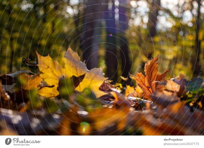 Herbstlaub im Thüringer Wald I herbstlich Ferien & Urlaub & Reisen Sonnenuntergang Aussicht Erholung ruhig Meditation Felsen einzigartig Freiheit Idylle träumen