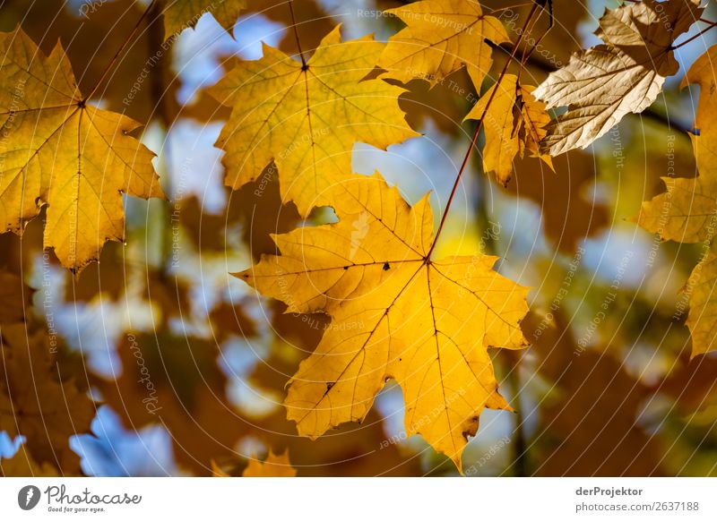 Herbstlaub im Thüringer Wald II herbstlich Ferien & Urlaub & Reisen Sonnenuntergang Aussicht Erholung ruhig Meditation Felsen einzigartig Freiheit Idylle