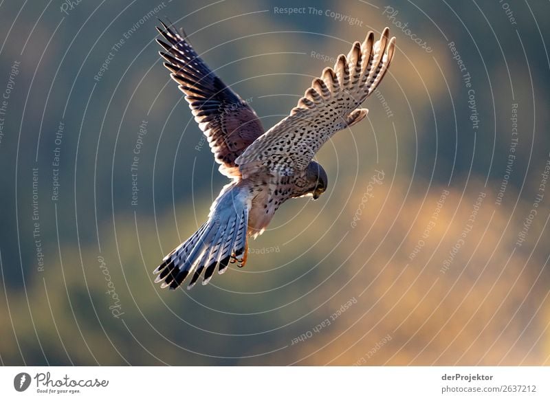 Turmfalke auf der Lauer Ferien & Urlaub & Reisen Tourismus Ausflug Abenteuer Ferne Freiheit Städtereise Safari Expedition wandern Umwelt Natur Landschaft