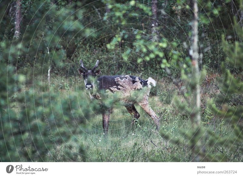 Ich seh dich* Umwelt Natur Tier Urelemente Sträucher Wiese Wald Nutztier Wildtier 1 stehen authentisch natürlich Neugier wild braun grün Rentier Horn freilebend