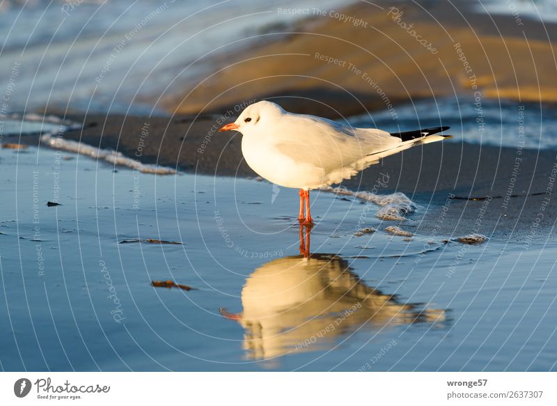 Möwe am Ostseestrand Natur Tier Sand Wasser Herbst Schönes Wetter Strand Wildtier Vogel 1 beobachten stehen warten nah schön blau braun weiß Meer Sandstrand