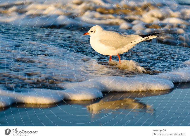 Möwe am Ostseestrand II Natur Tier Sand Wasser Herbst Schönes Wetter Strand Wildtier Vogel 1 stehen nass blau braun weiß Meer Küste Sandstrand Wellen Wellengang