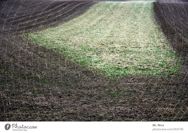 frostige zeiten... Umwelt Natur Landschaft Erde Winter Feld braun grün Wetter Frost Klima Furche kalt Kontrast Wachstum Schneise Jahreszeiten Ackerbau