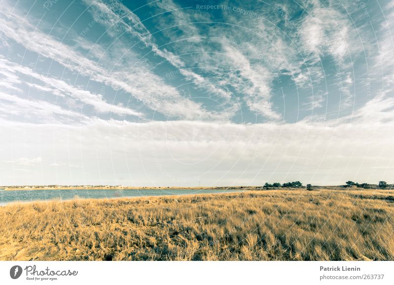 Just Umwelt Natur Landschaft Pflanze Urelemente Luft Himmel Wolken Frühling Wetter Schönes Wetter Sträucher Wiese Einsamkeit einzigartig Perspektive