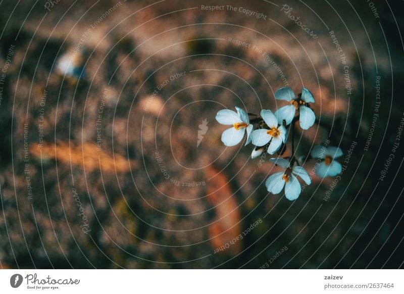 Nahaufnahme von kleinen weissen isolierten Blüten von Arabis alpina in der Natur Kräuter & Gewürze schön Sommer Garten Pflanze Frühling Blume Sträucher Blatt