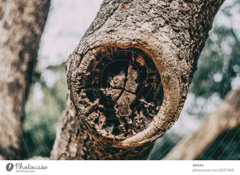 Nahaufnahme einer Wunde am Stamm eines vernarbten Baumes in der Natur Gemüse Haut Behandlung Pflanze Wald Holz alt Wachstum natürlich braun Schutz geschnitten