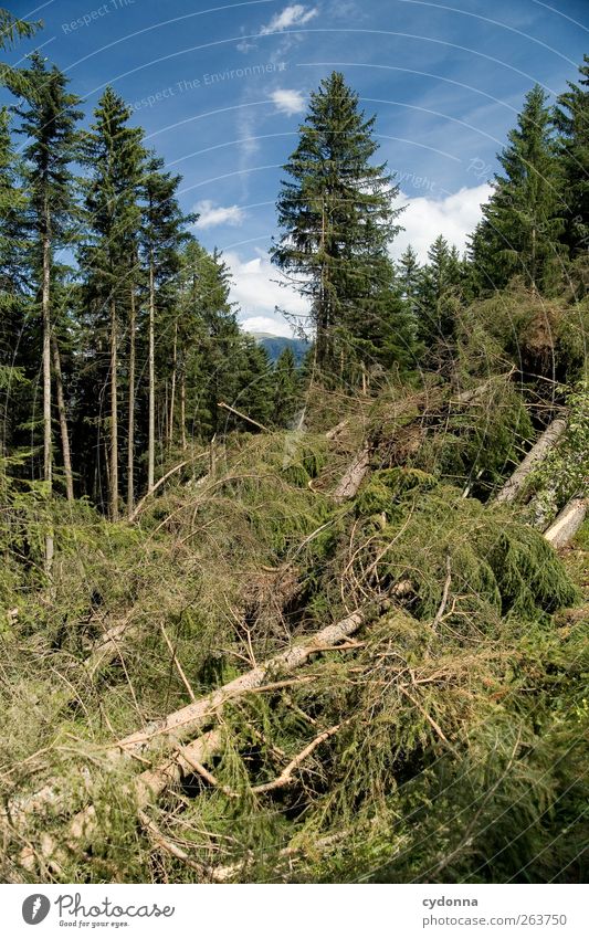 Der Wald vor lauter Bäumen Umwelt Natur Landschaft Himmel Sommer Schönes Wetter Baum Ende Umweltschutz Verfall Vergänglichkeit Wandel & Veränderung Zeit