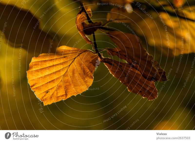 Autumn V Herbst braun Buche Wald Blatt Umwelt Natur Zweig Ast gold