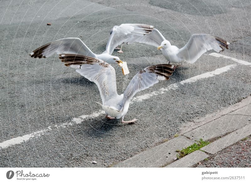 meins meins meins Stadt Straße Straßenkreuzung Tier Vogel Möwe 3 Tiergruppe sprechen Fressen Jagd kämpfen trist Appetit & Hunger Wales Futterneid Greifvogel