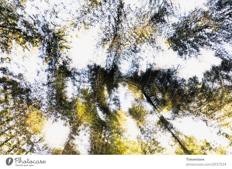 Blick zu Baumwipfeln Umwelt Natur Pflanze Himmel Herbst Wald drehen natürlich blau gelb grün Gefühle Leben Doppelbelichtung Baumstamm Blatt Laubbaum Nadelbaum