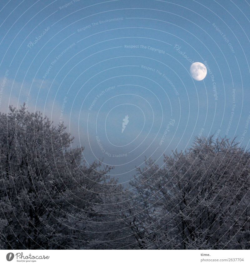 __°_ Umwelt Natur Landschaft Himmel Mond Schönes Wetter Baum Wald ästhetisch natürlich Romantik dankbar Gelassenheit ruhig Wahrheit authentisch Weisheit