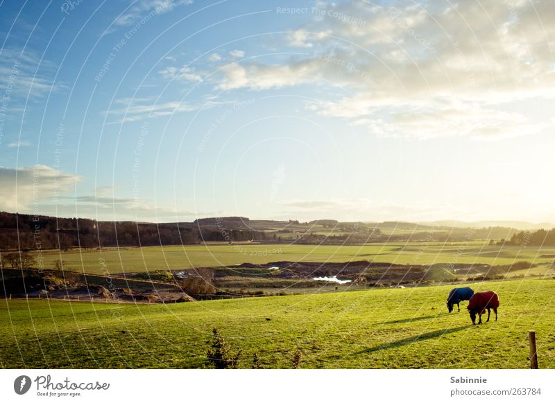 Frühlingsgefühle Umwelt Natur Urelemente Erde Himmel Wolken Sommer Klima Schönes Wetter Gras Wiese Feld Hügel wild blau grün weiß Ferne Unendlichkeit Freiheit