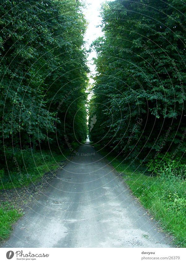 Allee Schloß Ascheberg Sommer Umwelt Natur Landschaft Pflanze Erde Sand Baum Gras Sträucher Blatt Park Wald Menschenleer Verkehr Straße Wege & Pfade wandern