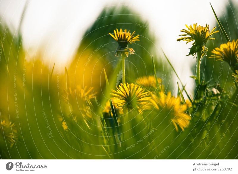 Wait a minute Umwelt Natur Landschaft Pflanze Frühling Gras Blatt Blüte Wildpflanze Löwenzahn Löwenzahnfeld Wiese Blühend Erholung frisch gelb grün