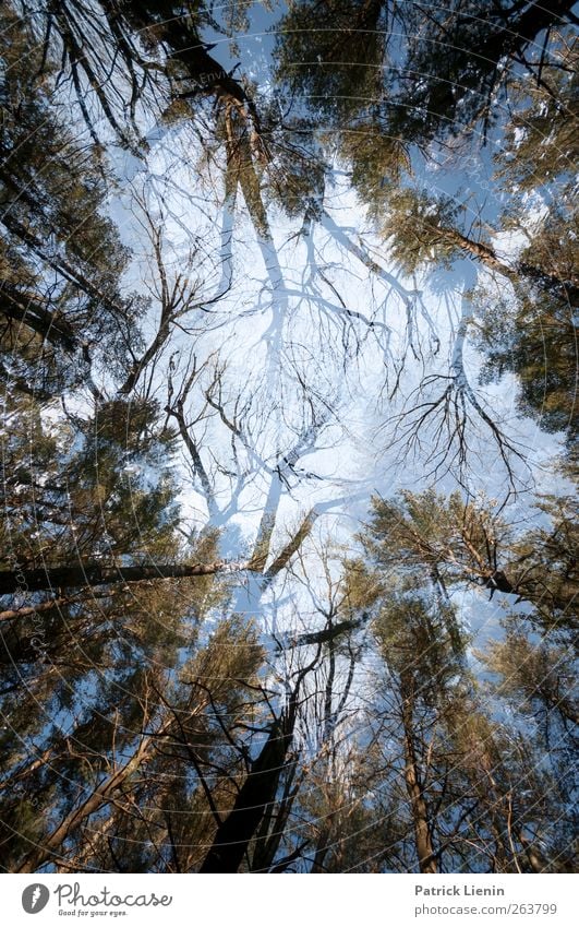 Kampf der Giganten Umwelt Natur Landschaft Pflanze Urelemente Luft Wald ästhetisch außergewöhnlich bedrohlich gigantisch gruselig einzigartig stark Stimmung