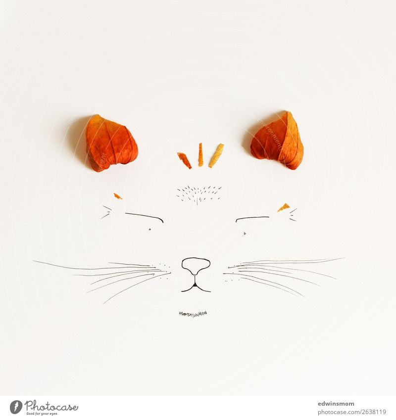 Cat Freizeit & Hobby Basteln zeichnen Natur Pflanze Tier Herbst Blüte Physalis Wildtier Katze 1 Papier Dekoration & Verzierung Lächeln träumen Fröhlichkeit