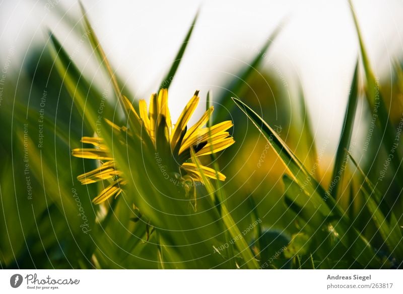 Des Löwen Zähne Umwelt Natur Landschaft Pflanze Frühling Gras Grünpflanze Löwenzahn Wiese Blühend einfach frei natürlich Spitze gelb grün Zufriedenheit Erholung