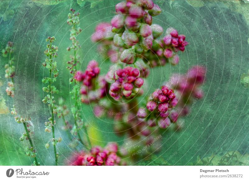 Pink trifft Grün Natur Pflanze Frühling Sommer Herbst Schönes Wetter Blume Gras Grünpflanze Wildpflanze Wiese Feld ästhetisch Duft natürlich schön mehrfarbig