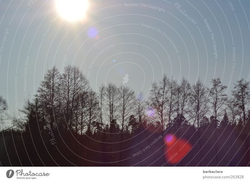 Waldbeleuchtung Landschaft Sonne Sonnenlicht Baum Herz leuchten natürlich blau rot schwarz Stimmung Warmherzigkeit ruhig ästhetisch Natur Umwelt Gedeckte Farben