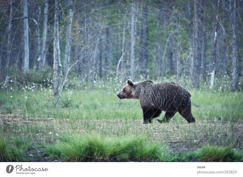 Bruno Jagd Umwelt Natur Landschaft Tier Wiese Wald Fell Wildtier 1 beobachten bedrohlich Neugier stark wild braun Kraft Appetit & Hunger Angst Bär Wildnis Jäger