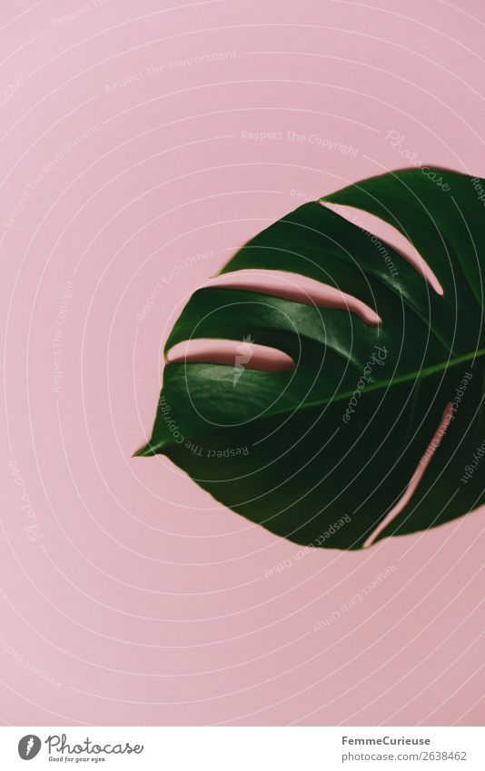 Leaf of a monstera plant on a pink background Natur Schreibwaren Papier Kreativität Fensterblätter Pflanze Pflanzenteile Grünpflanze rosa grün