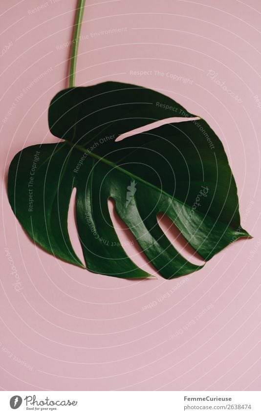 Stem and leaf of a monstera plant on a pink background Natur ästhetisch Fensterblätter Pflanze Pflanzenteile Stengel Blatt rosa Pastellton