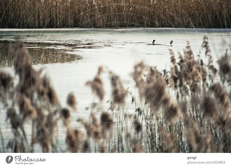 Schilfmoor Umwelt Natur Landschaft Pflanze Tier Wasser Winter Schönes Wetter Wildpflanze Schilfrohr Teich Wildtier Ente 2 Tierpaar Eis Eisfläche braun weiß