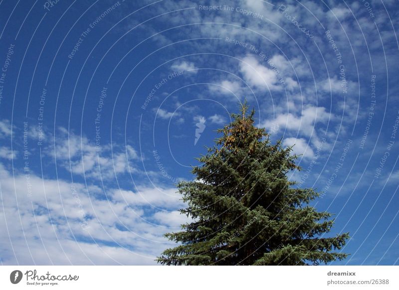 sky Baum Himmel Wolken Tanne blau