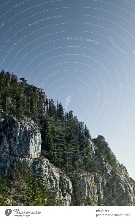 wald am fels, mit hälfte himmel Natur Landschaft Himmel Wolkenloser Himmel Schönes Wetter Wald Felsen Berge u. Gebirge Abenteuer Farbfoto Außenaufnahme