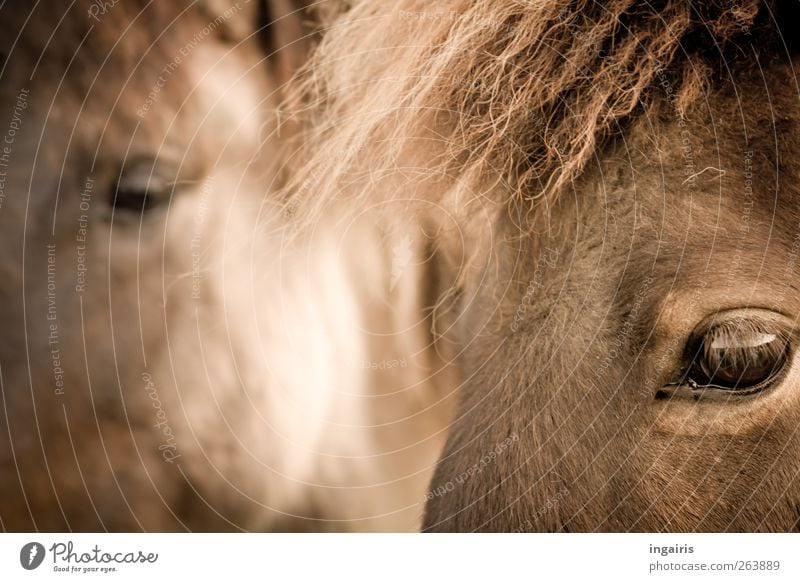 Islandpferde Freude Glück Reiten Reitsport Natur Tier Nutztier Pferd Island Ponys Pferdekopf Mähne 2 Herde beobachten Blick authentisch Freundlichkeit