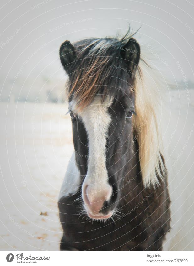 Lydia Glück Reiten Natur Tier Eis Frost Schnee Feld Nutztier Pferd Tiergesicht Mähne Island Ponys beobachten Blick stehen warten authentisch Freundlichkeit