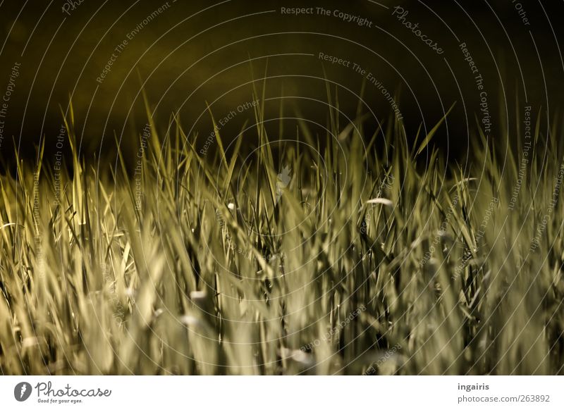 Das kommende Grün Umwelt Natur Landschaft Pflanze Frühling Schönes Wetter Gras Halm Kornfeld Wiese Feld glänzend leuchten Wachstum nah natürlich saftig grün