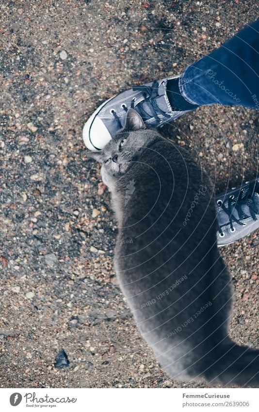 Grey cat snuggeling with a person's legs 1 Mensch Tier Haustier Katze Partnerschaft Kommunizieren Kontakt Kontaktperson kuschlig Reibung Hauskatze grau Auge