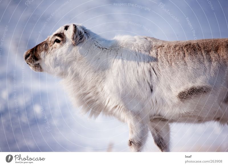 Rentiere Insel Winter Schnee Natur Tier natürlich wild weiß Spitzbergen Norwegen schließen nach oben nördlich extrem Voraussetzung Arktis Hirsche Hirschkuh