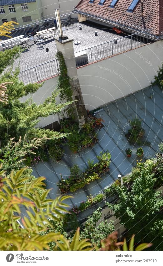 Gründach Lifestyle Sommer Häusliches Leben Haus Garten Dachterrasse Natur Schönes Wetter Pflanze Sträucher Efeu Blatt Grünpflanze Topfpflanze Stadt Hochhaus