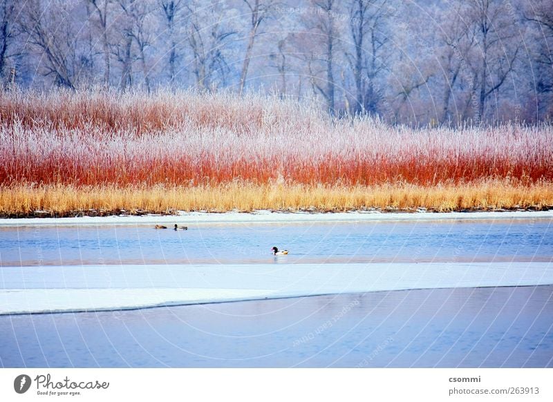 Zimt & Zucker Wasser Winter Sträucher Wald Seeufer Flussufer Insel Bach Ente Gans Verschwiegenheit schön Sehnsucht Fernweh Einsamkeit ästhetisch entdecken