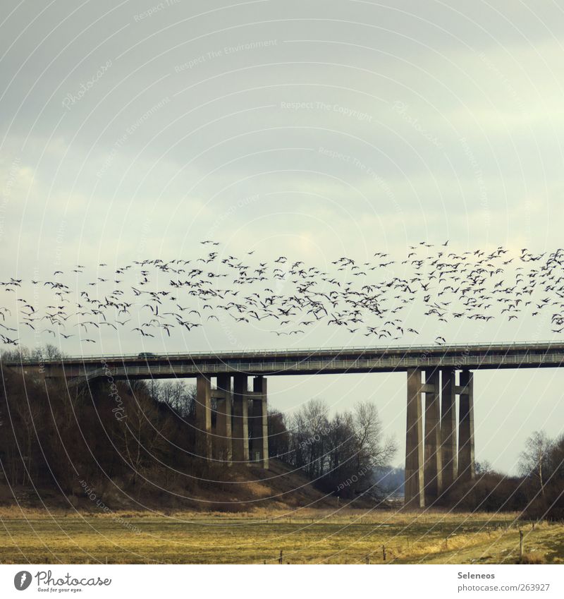 Vogelzug Tourismus Ausflug Ferne Freiheit Umwelt Natur Landschaft Himmel Wolken Herbst Wetter Pflanze Baum Gras Sträucher Feld Hügel Straße Autobahn Hochstraße