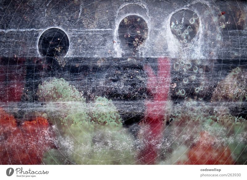 old tank syndrome Urelemente Wasser exotisch Korallen außergewöhnlich organisch Farbfoto Detailaufnahme Unterwasseraufnahme abstrakt Menschenleer