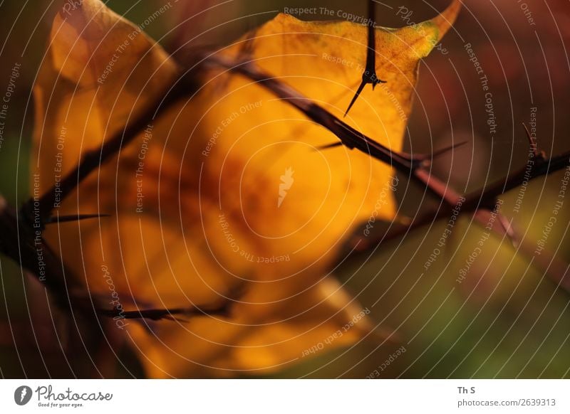 Herbst Natur Pflanze Winter Blatt verblüht ästhetisch authentisch einfach elegant Freundlichkeit nah natürlich braun grün orange Gelassenheit geduldig ruhig