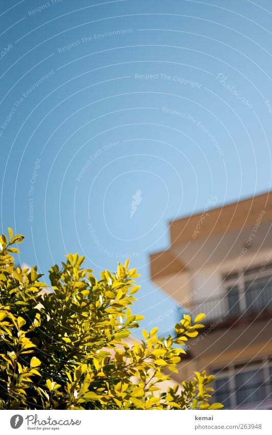 Urlaubslicht Umwelt Natur Pflanze Wolkenloser Himmel Frühling Sommer Schönes Wetter Sträucher Blatt Haus Balkon leuchten Wachstum hell blau grün Farbfoto