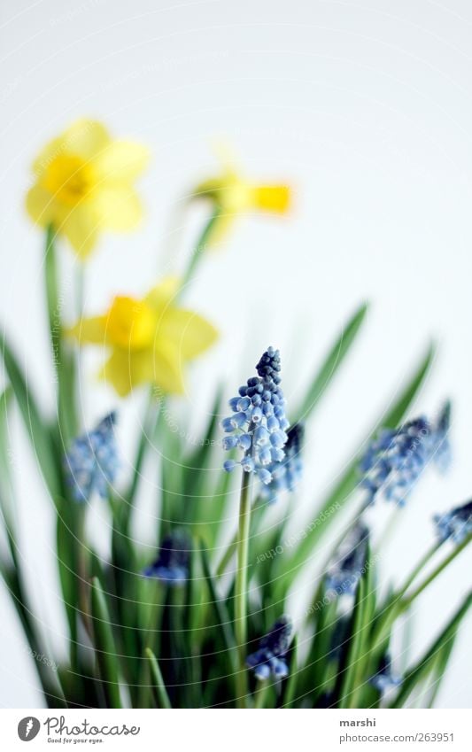 Frühlingsanfang Natur Pflanze Blume Blüte blau gelb grün Gelbe Narzisse Unschärfe Frühlingsblume Narzissen Hyazinthe Traubenhyazinthe Farbfoto Außenaufnahme