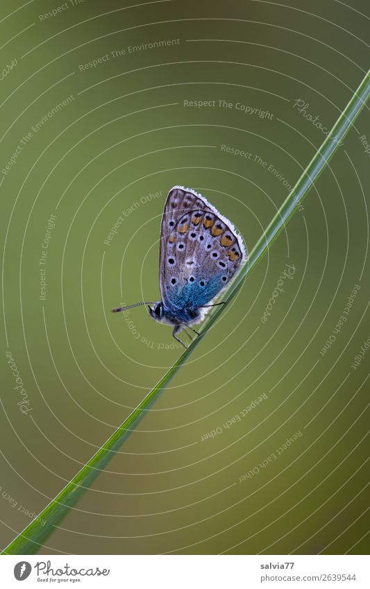 Schräglage Natur Sommer Pflanze Blatt Halm Wiese Tier Schmetterling Flügel Insekt Bläulinge 1 klein grün Erholung Leichtigkeit Pause Neigung zart einfach