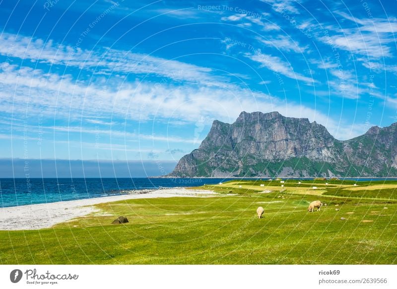 Utakleiv Beach auf den Lofoten in Norwegen Ferien & Urlaub & Reisen Sommer Strand Meer Berge u. Gebirge Landwirtschaft Forstwirtschaft Umwelt Natur Landschaft