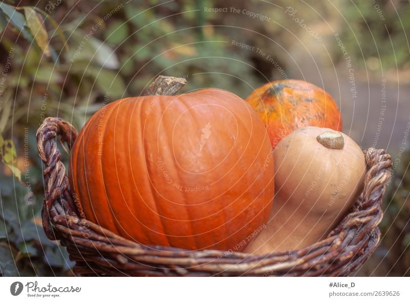 Kürbiskorb vor Naturhintegrund Lebensmittel Gemüse Ernährung Bioprodukte Vegetarische Ernährung Korb Gesunde Ernährung Erntedankfest Halloween Herbst